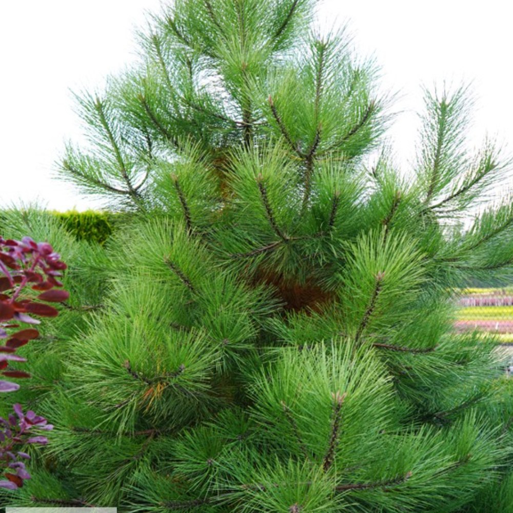 Pin Piramidal jeffreyi Joppi, conifer decorativ compact, vesnic verde, pentru gradina