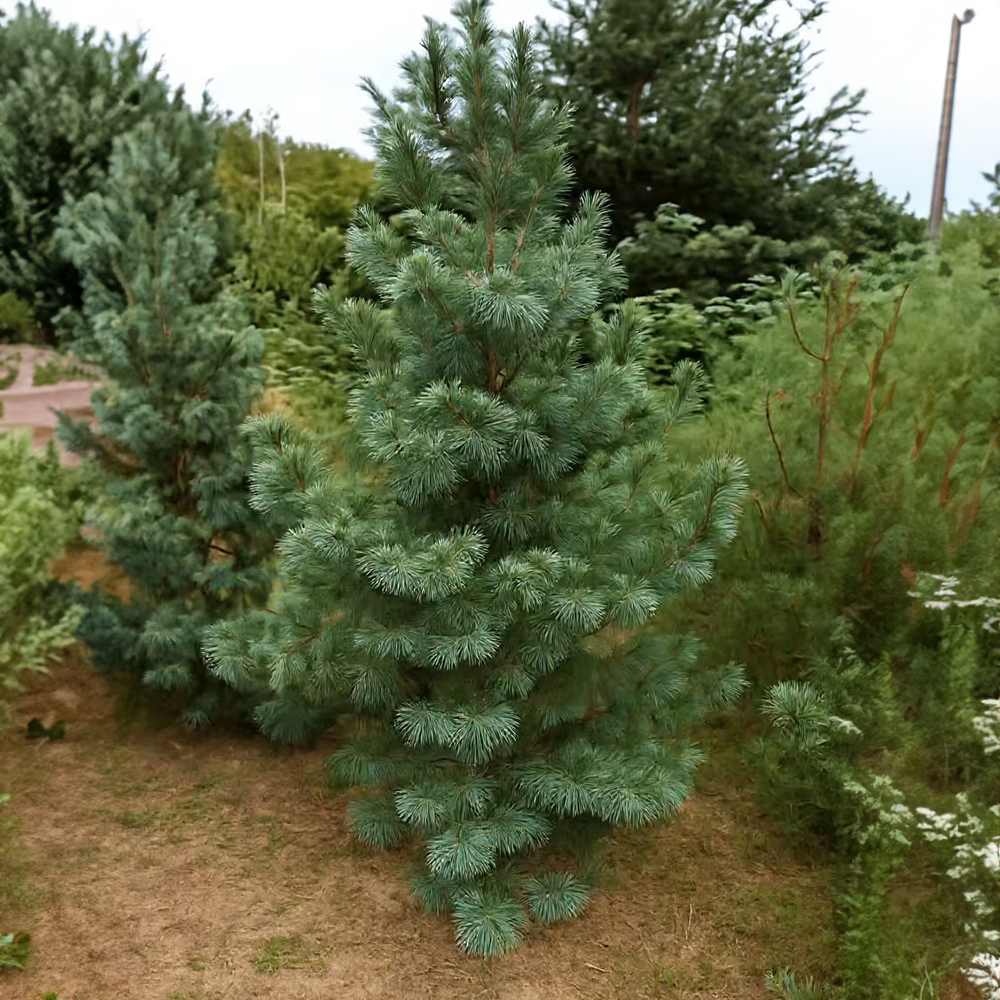 Pin monticola Ammerland, conifer vesnic verde cu ace moi albastre
