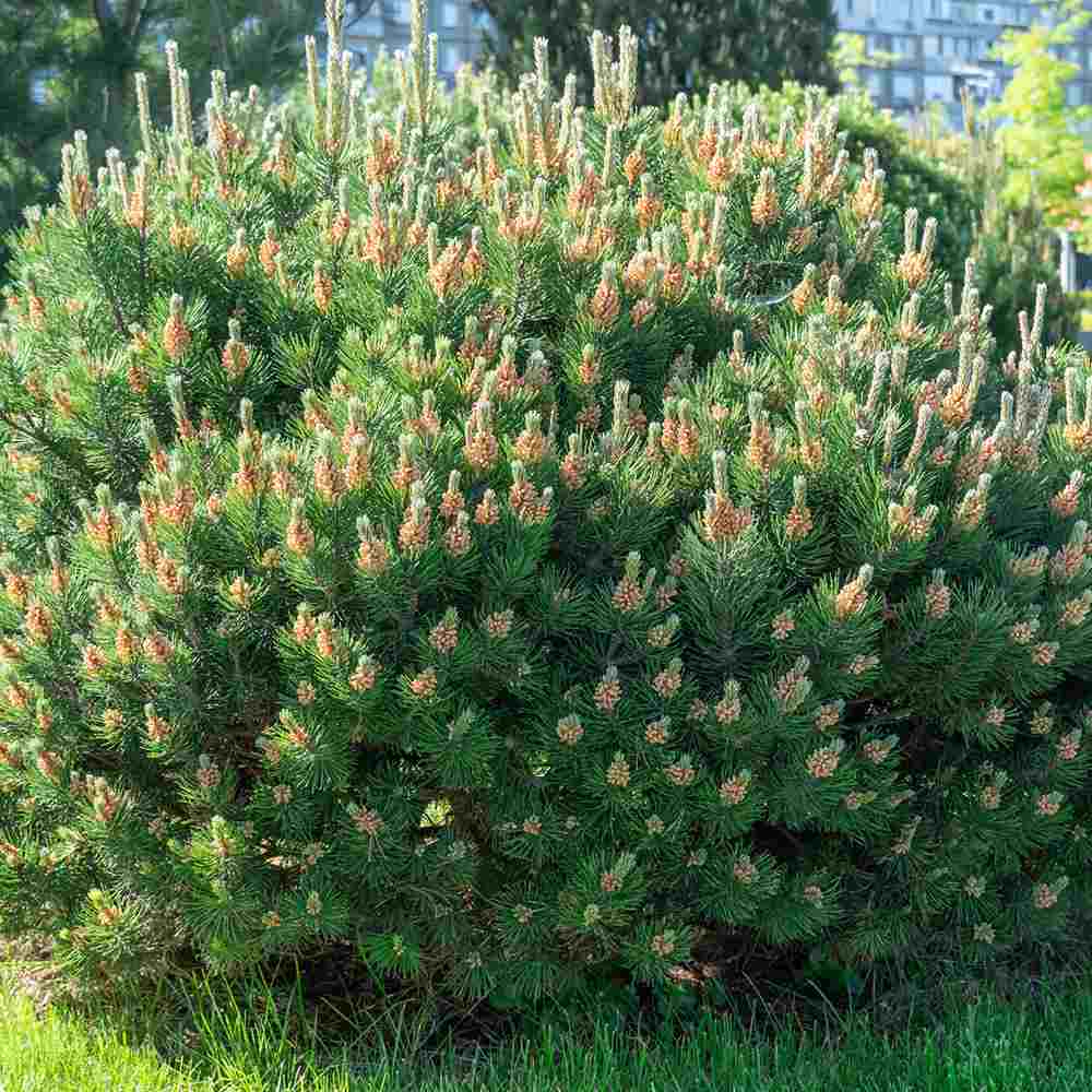 Pin Pitic de Munte (Jneapan) Mughus, compact, ideal pentru rocarii si gradini alpine