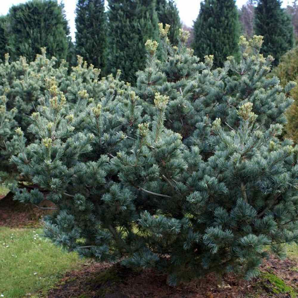 Pin Alb Japonez Albastru (Pinus Parvifolia Glauca), cu ace albastre si forma conica, perfect pentru bonsai