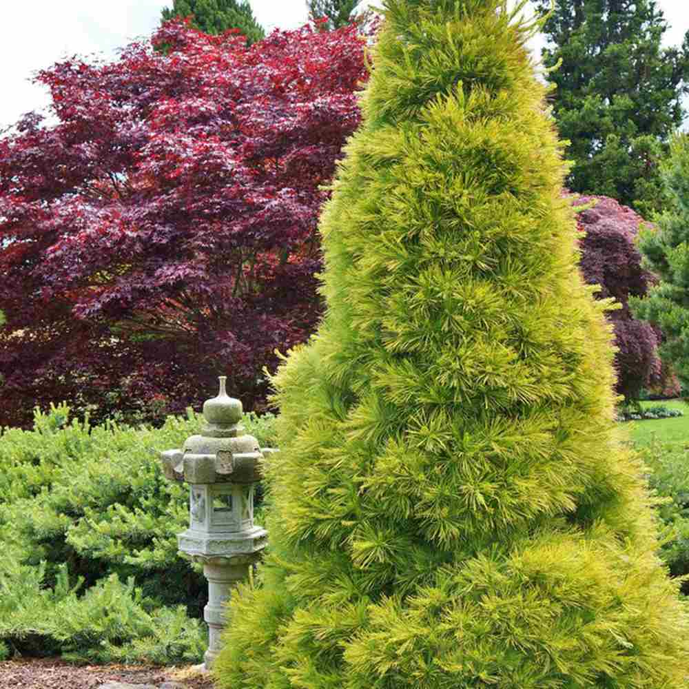 Pin Alb Louie Auriu (Pinus Strobus),, conifer decorativ auriu vara si iarna, crestere rapida, parfum discret, usor de intretinut