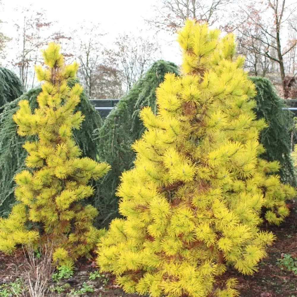 Pin Alb Louie Auriu (Pinus Strobus),, conifer decorativ auriu vara si iarna, crestere rapida, parfum discret, usor de intretinut