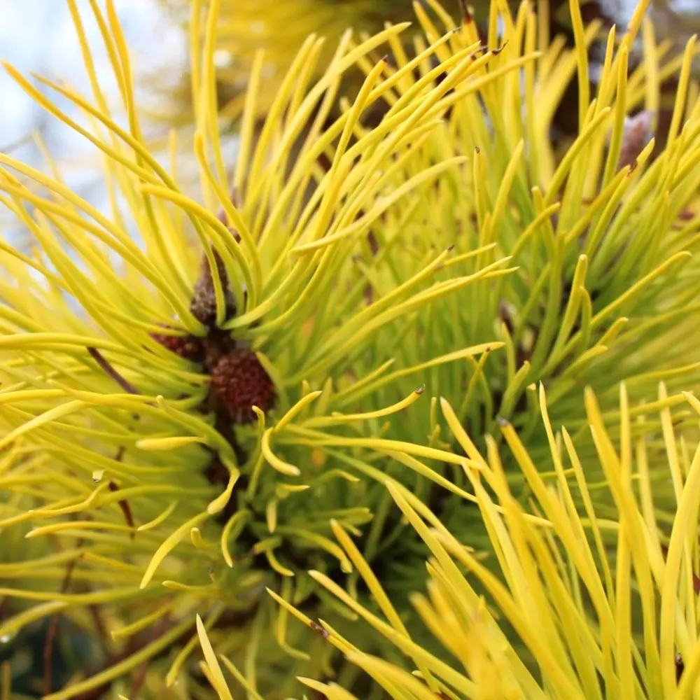 Pin Alb Louie Auriu (Pinus Strobus),, conifer decorativ auriu vara si iarna, crestere rapida, parfum discret, usor de intretinut