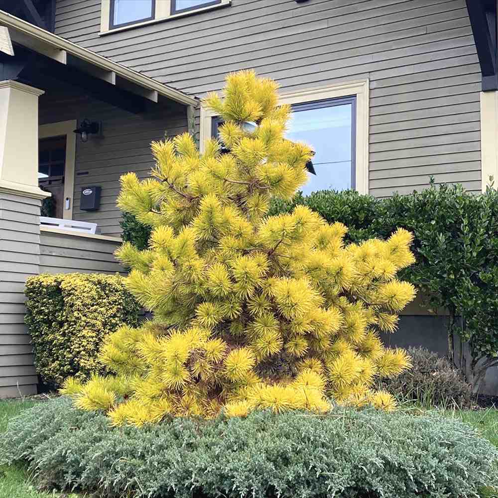 Pin Alb Louie Auriu (Pinus Strobus),, conifer decorativ auriu vara si iarna, crestere rapida, parfum discret, usor de intretinut