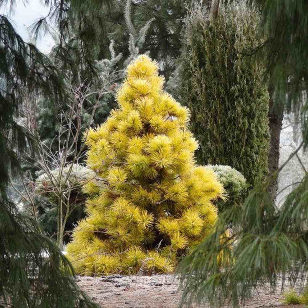 Pin Alb Louie Auriu (Pinus Strobus),, conifer decorativ auriu vara si iarna, crestere rapida, parfum discret, usor de intretinut