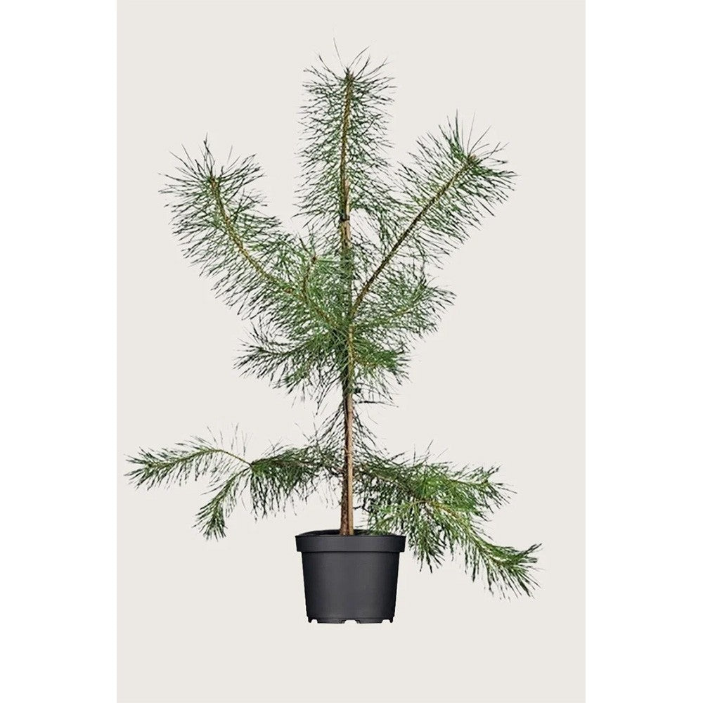 Pin Scotian de Padure (Pinus Sylvestris),conifer vesnic verde, crestere moderata, port inalt si elegant, adaptat la climele urbane