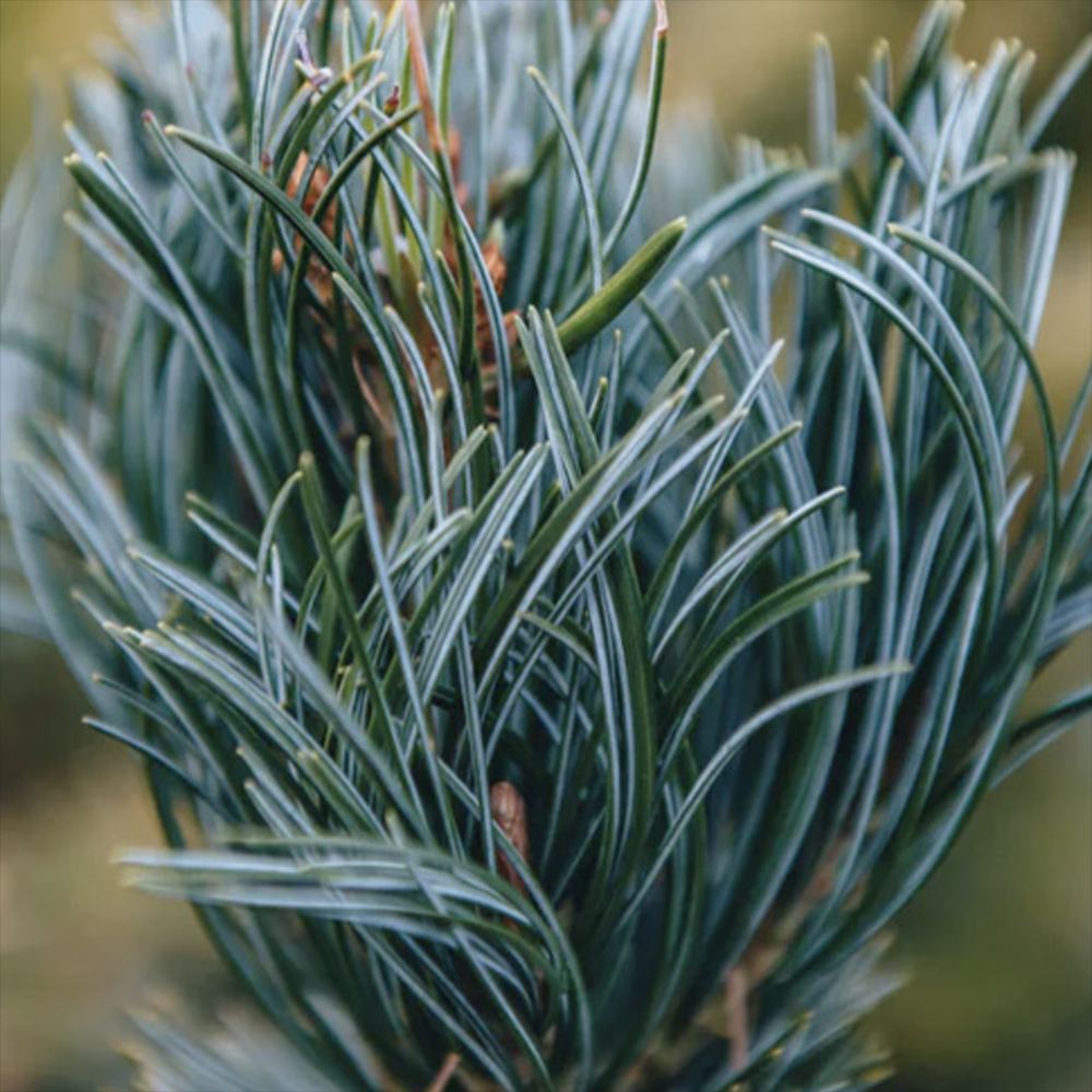 Pin Japonez Alb (Pinus parviflora ) Tempelhof, ace argintii-albastre, vesnic verde, compact