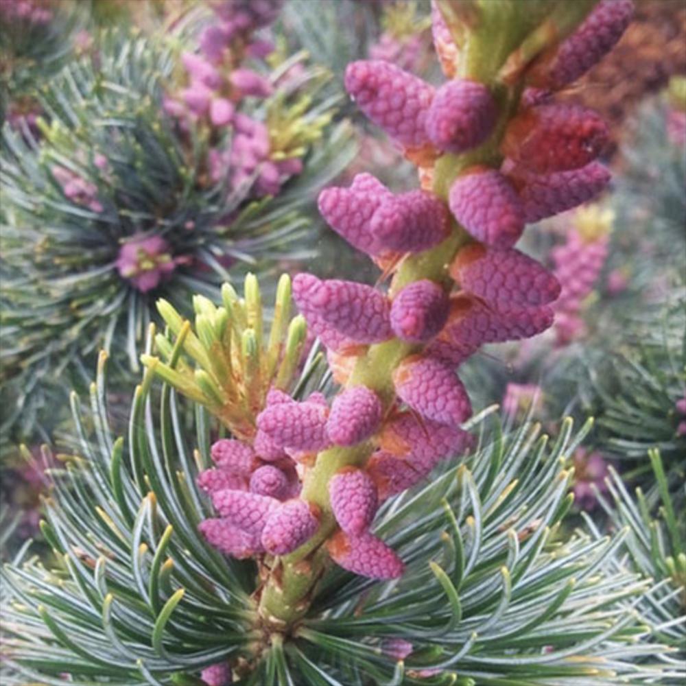 Pin Japonez Alb (Pinus parviflora ) Tempelhof, ace argintii-albastre, vesnic verde, compact