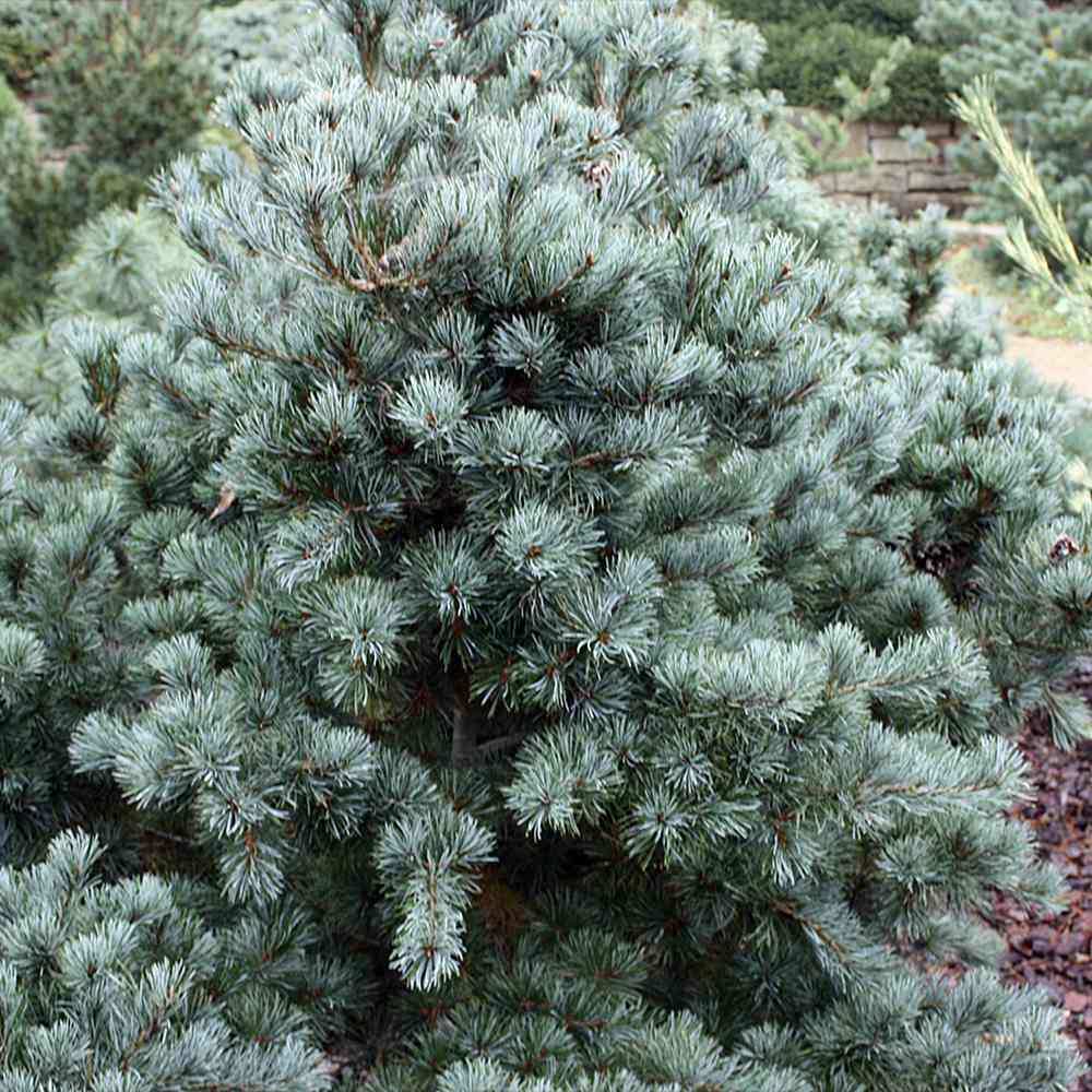 Pin Japonez Alb (Pinus parviflora ) Tempelhof, ace argintii-albastre, vesnic verde, compact