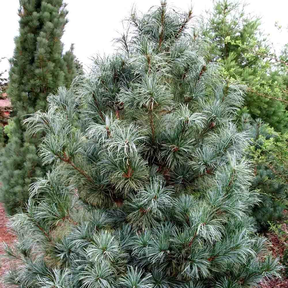 Pinus Korean Argintiu Silveray, pin asiatic decorativ cu ace argintii, seminte comestibile, ideal pentru gradini si parcuri