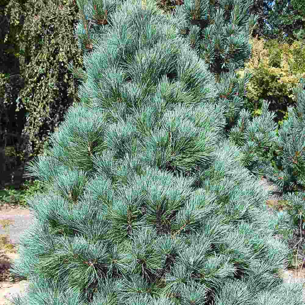 Pinus Korean Argintiu Silveray, pin asiatic decorativ cu ace argintii, seminte comestibile, ideal pentru gradini si parcuri