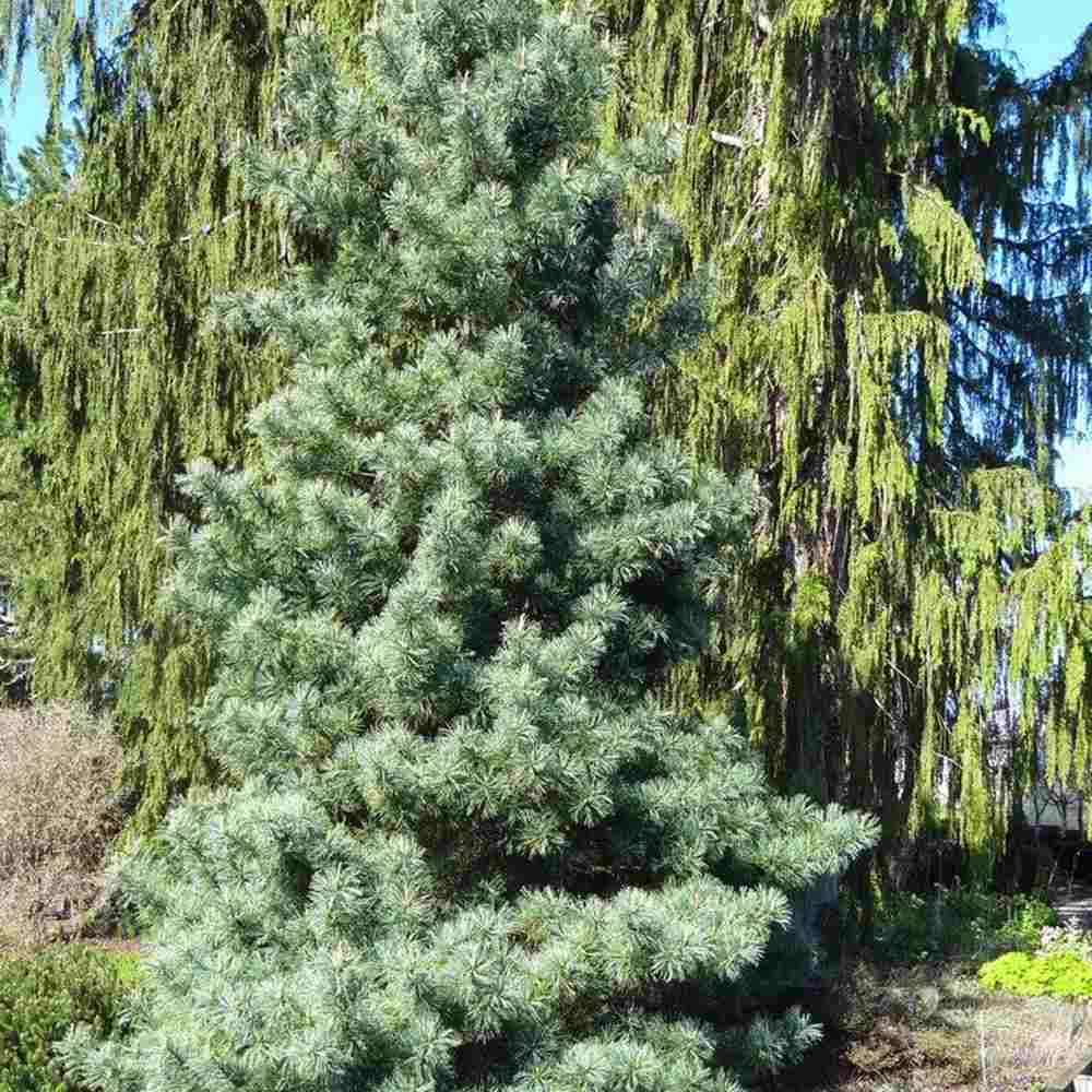Pinus Korean Argintiu Silveray, pin asiatic decorativ cu ace argintii, seminte comestibile, ideal pentru gradini si parcuri
