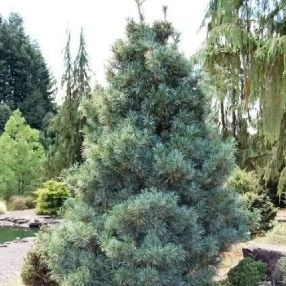 Pinus Korean Argintiu Silveray, pin asiatic decorativ cu ace argintii, seminte comestibile, ideal pentru gradini si parcuri