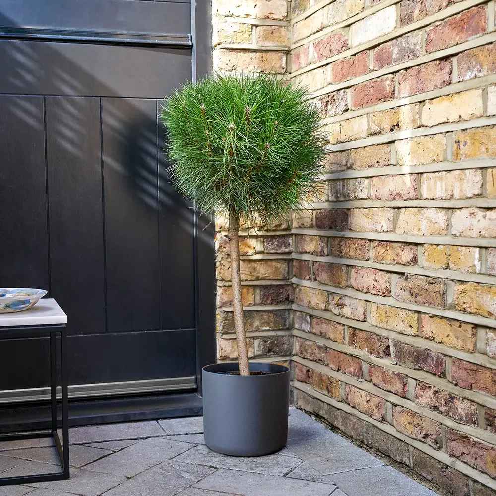 Pin Pitic Negru Marie Bregeon, coroana sferica si ace verde intens, ideal pentru ghivece si gradini mici