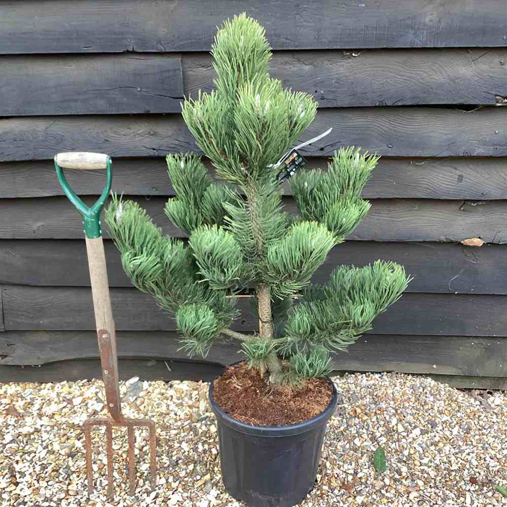 Pin Negru Oregon Green, cu ace mici dense de aparenta rotunzi