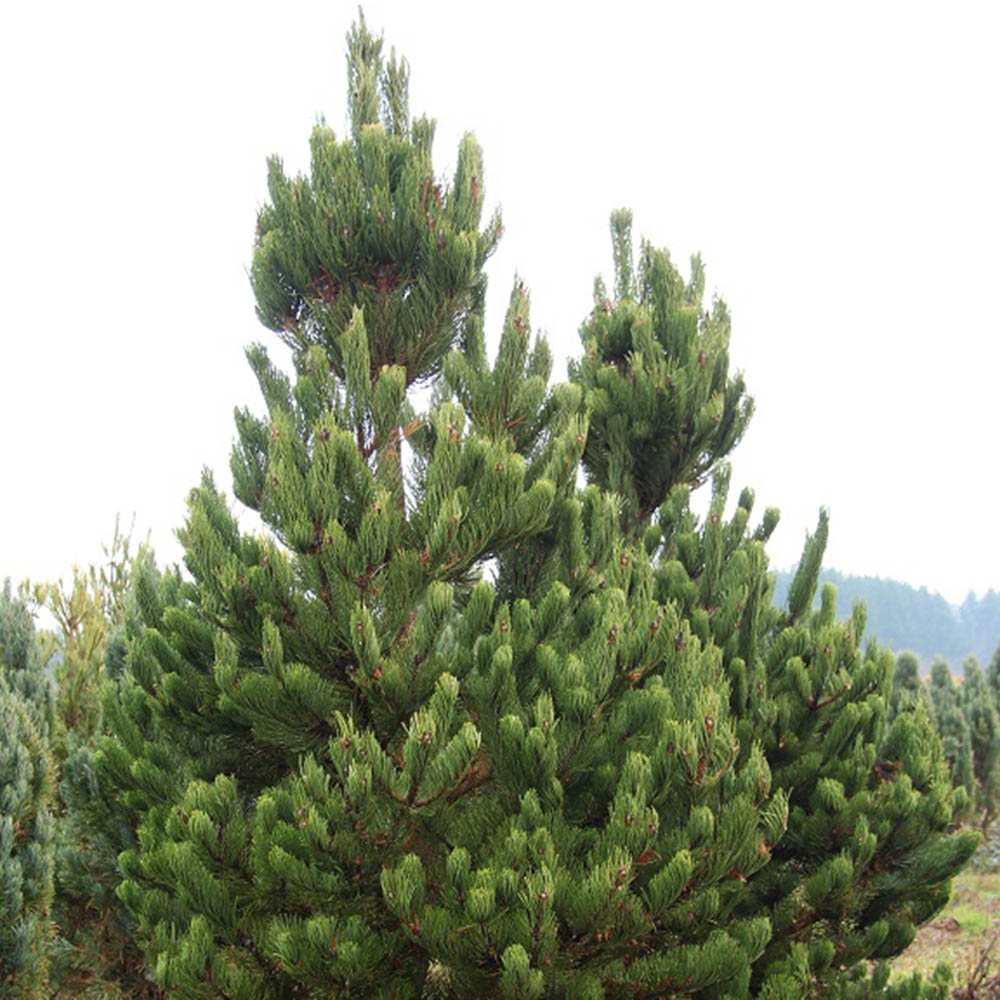 Pin Negru Oregon Green, cu ace mici dense de aparenta rotunzi