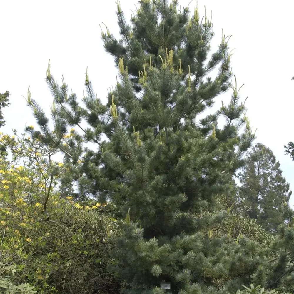 Pin Japonez Alb (Pinus parviflora ) Tempelhof, ace argintii-albastre, vesnic verde, compact