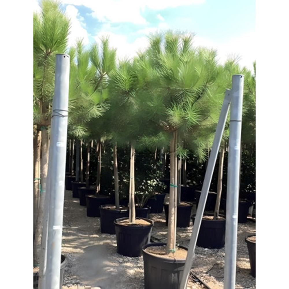 Pin Clasic Gresesc (Pinus Pinea), pin umbrela mediteranean si forma ornamentala unica