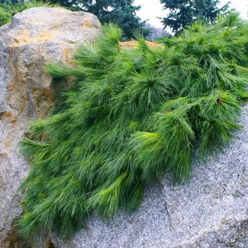 Pin Curgator Niagara Falls, pin cu port cascada, verde argintiu, rezistent la frig