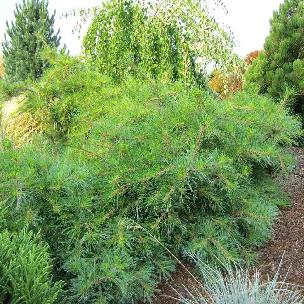 Pin Curgator Niagara Falls, pin cu port cascada, verde argintiu, rezistent la frig