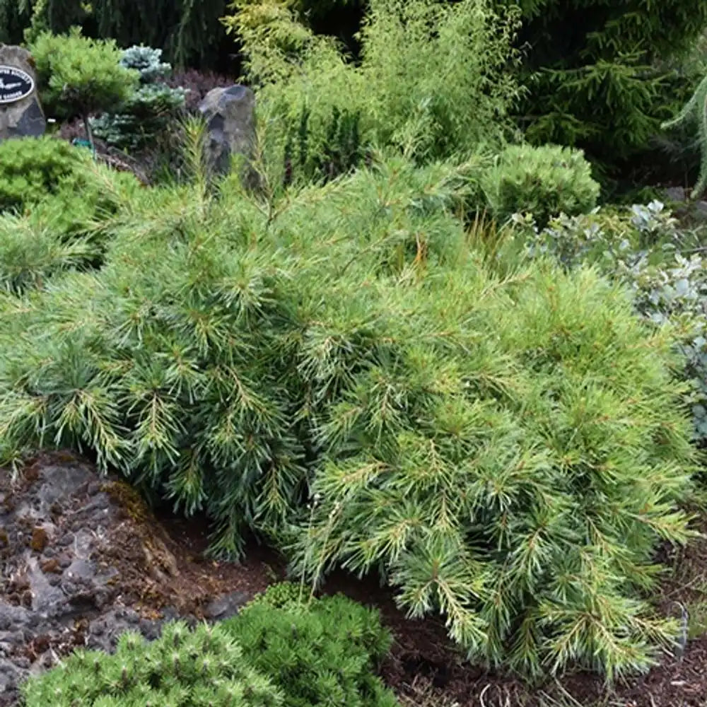 Pin Curgator Niagara Falls, pin cu port cascada, verde argintiu, rezistent la frig