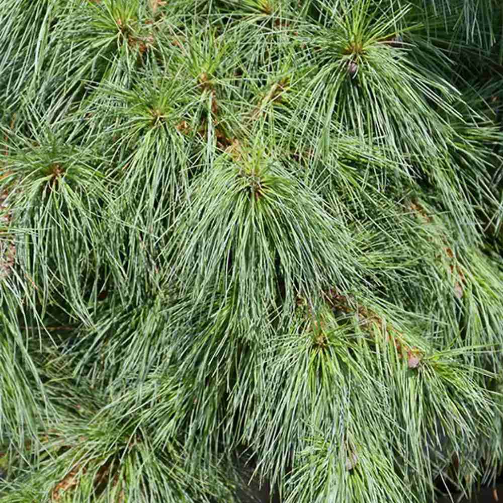 Pin Curgator Niagara Falls, pin cu port cascada, verde argintiu, rezistent la frig