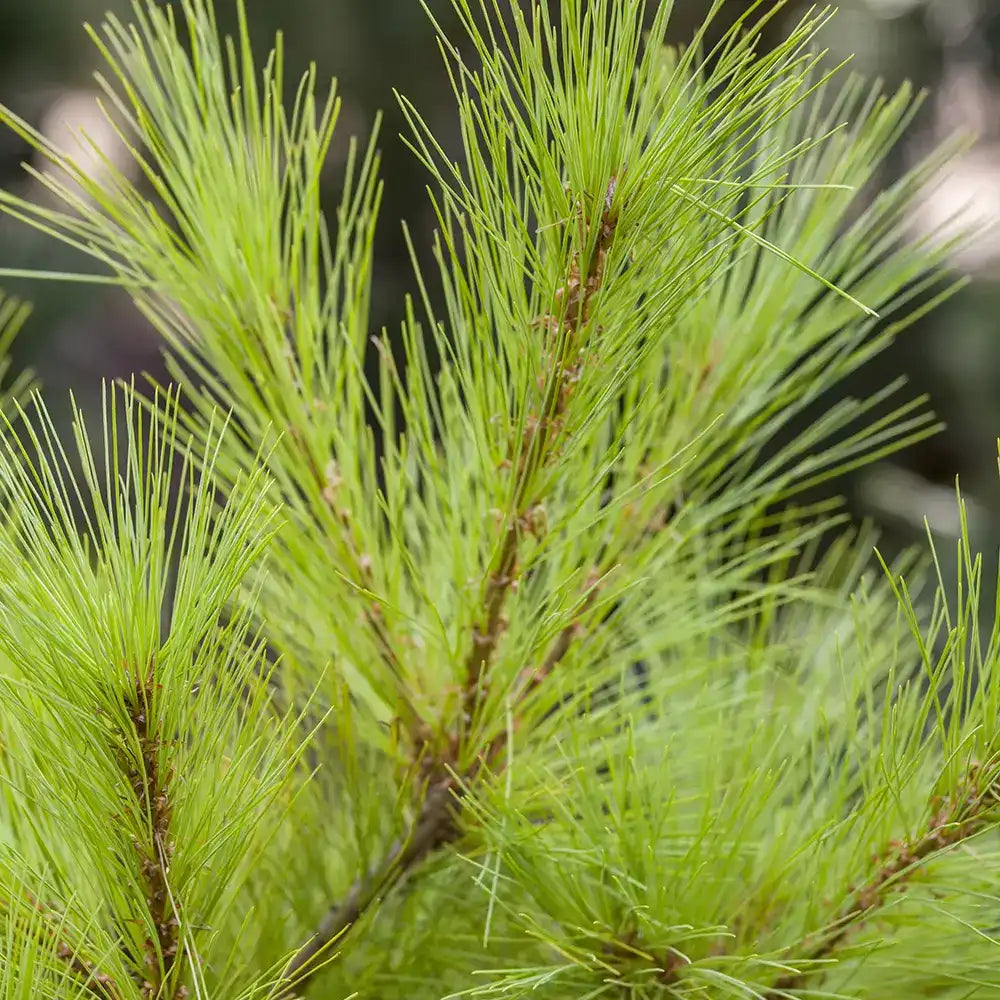 Pin Curgator Niagara Falls, pin cu port cascada, verde argintiu, rezistent la frig