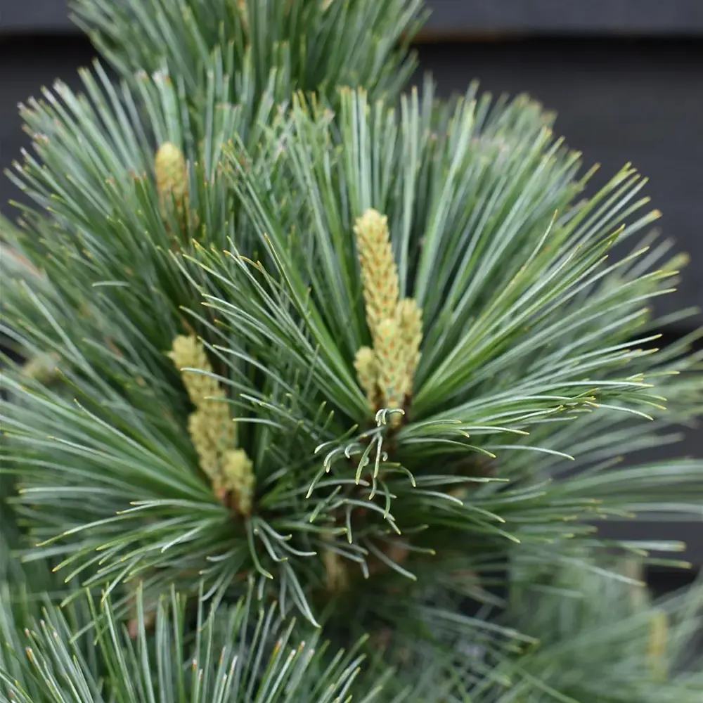 Pin Pitic Albastru flexilis Pygmaea, forma sferica, conifer decorativ rezistent frig