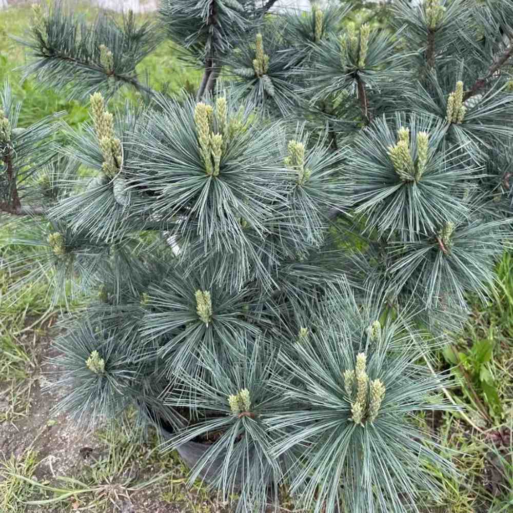 Pin Pitic Albastru flexilis Pygmaea, forma sferica, conifer decorativ rezistent frig