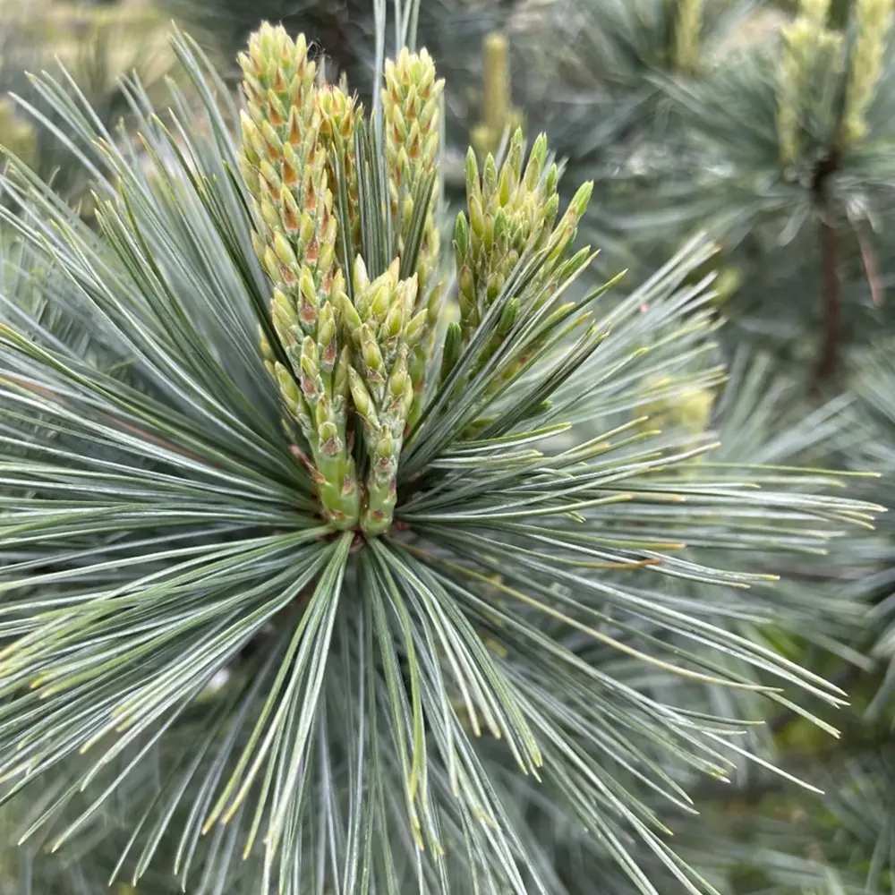 Pin Pitic Albastru flexilis Pygmaea, forma sferica, conifer decorativ rezistent frig