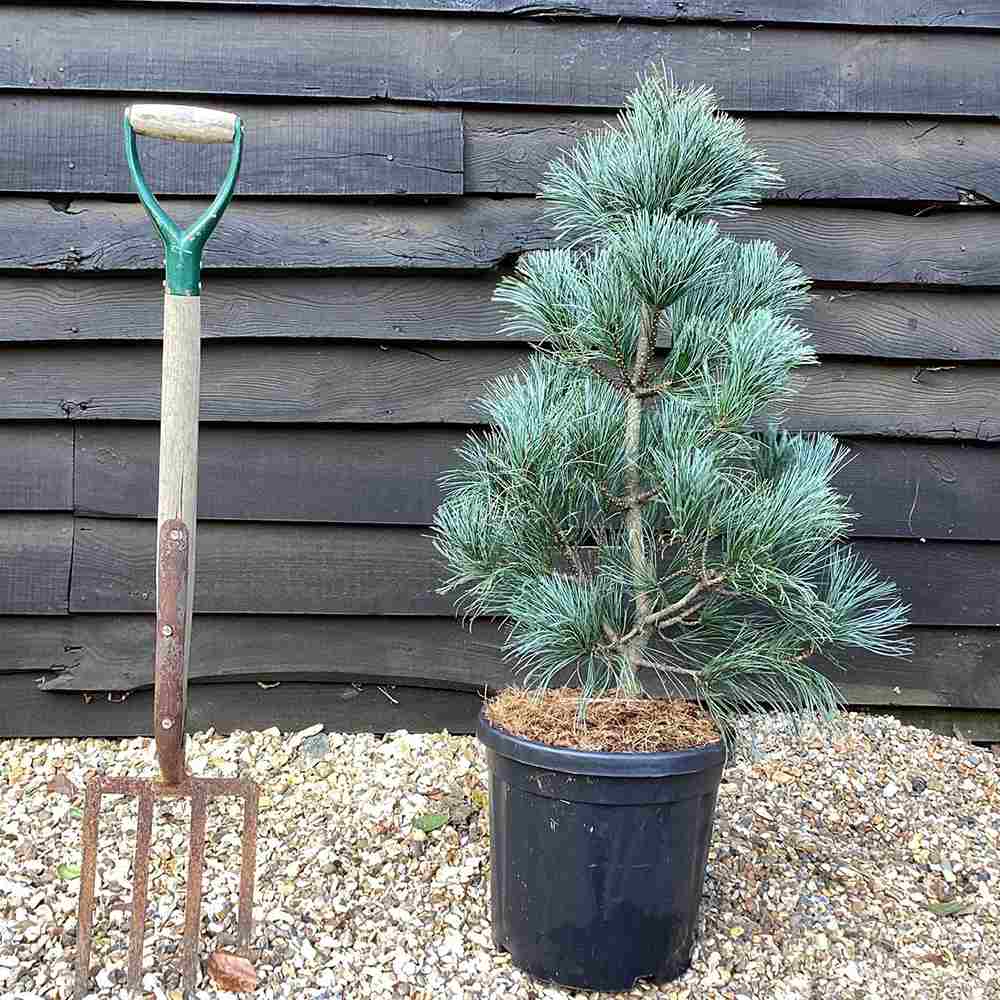 Pinus Korean Argintiu Silveray, pin asiatic decorativ cu ace argintii, seminte comestibile, ideal pentru gradini si parcuri