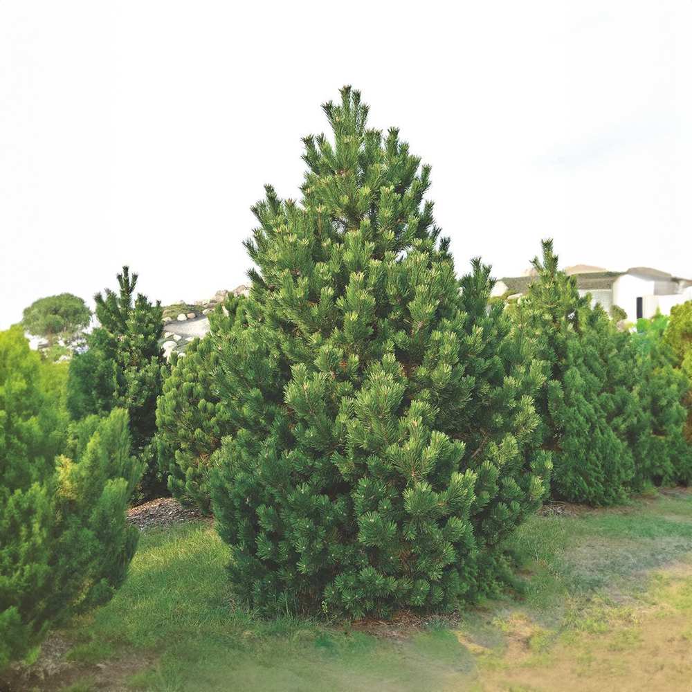Pin Pitic Piramidal de Munte (Jneapan) Columbo, conifer compact vesnic verde pentru gradini si rocarii