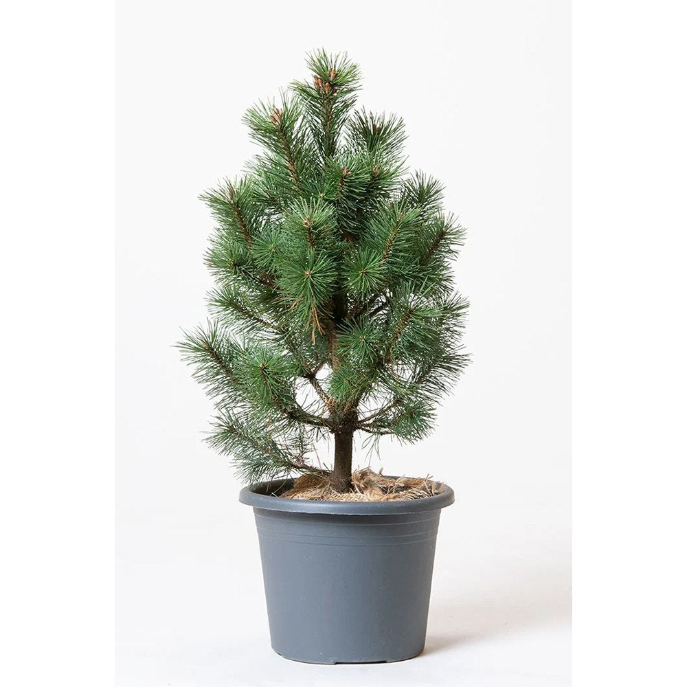 Pin Pitic Piramidal de Munte (Jneapan) Columbo, conifer compact vesnic verde pentru gradini si rocarii