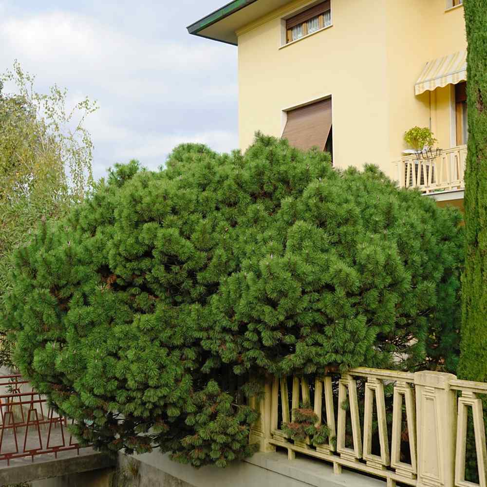 Pin Nigra Pitic (Pinus Nana), conifer pitic decorativ vesnic verde rezistent la frig