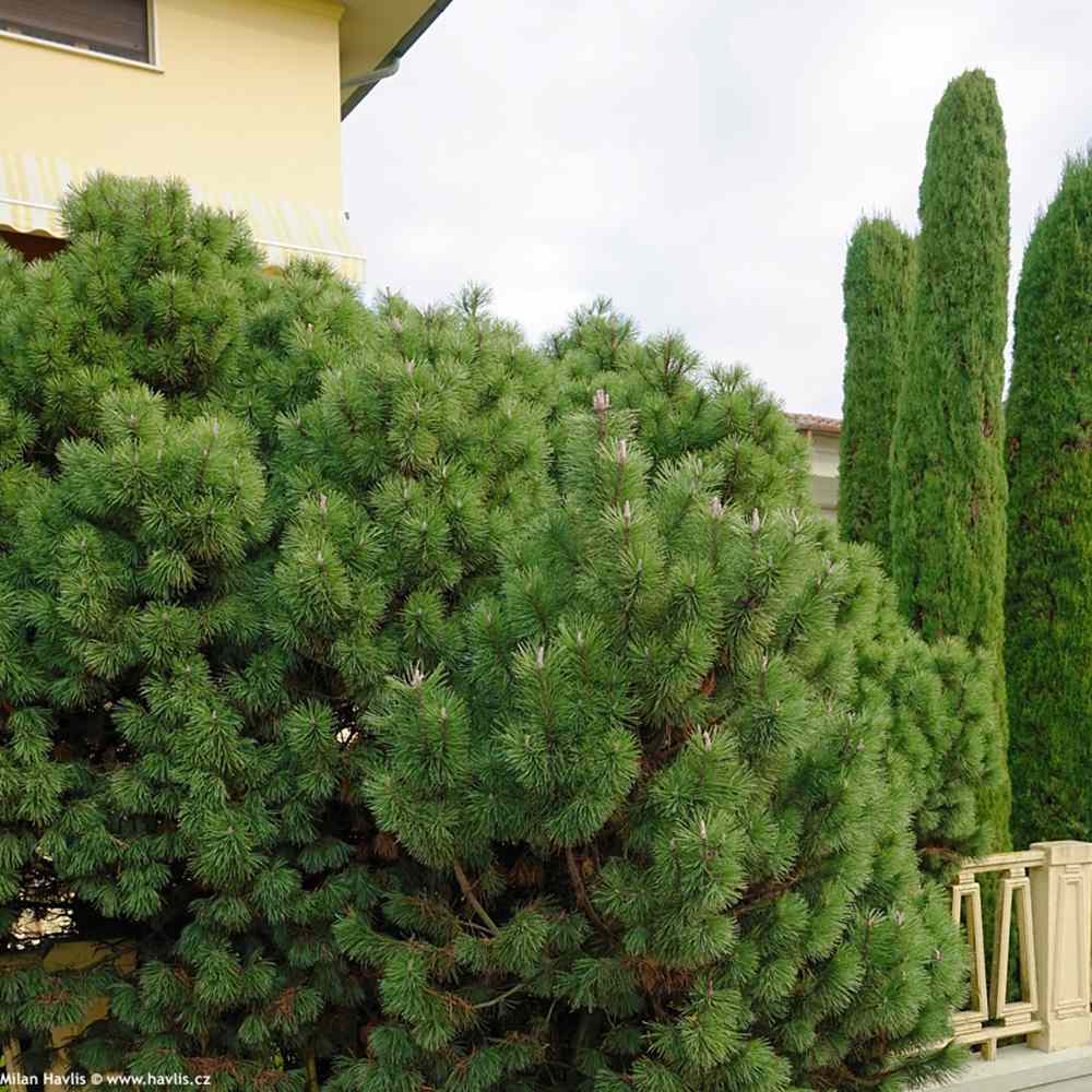 Pin Nigra Pitic (Pinus Nana), conifer pitic decorativ vesnic verde rezistent la frig