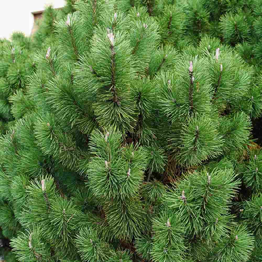 Pin Nigra Pitic (Pinus Nana), conifer pitic decorativ vesnic verde rezistent la frig