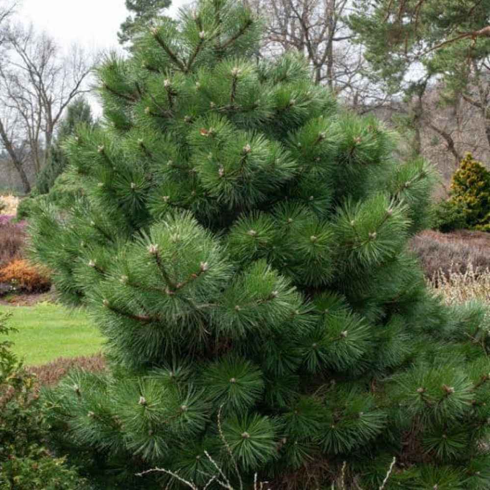 Pin Nigra Pitic (Pinus Nana), conifer pitic decorativ vesnic verde rezistent la frig
