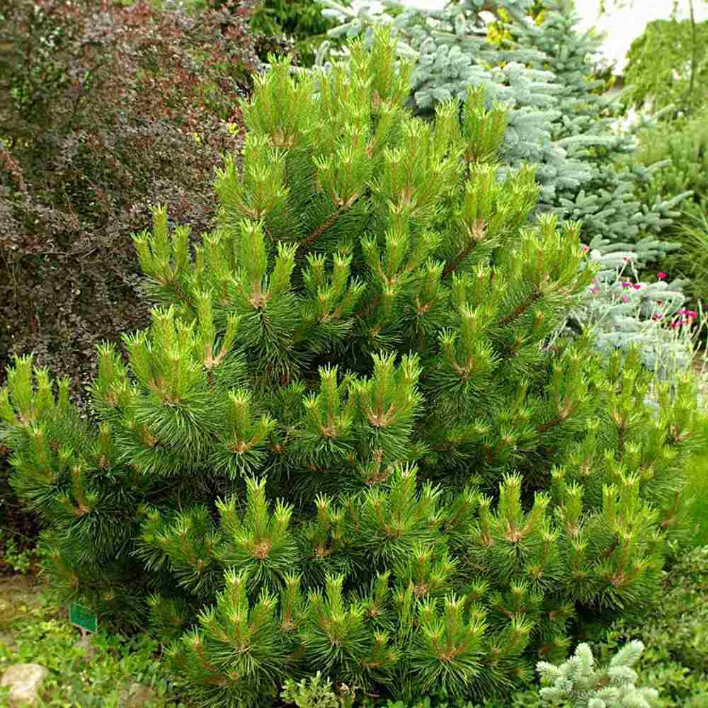 Pin Nigra Pitic (Pinus Nana), conifer pitic decorativ vesnic verde rezistent la frig