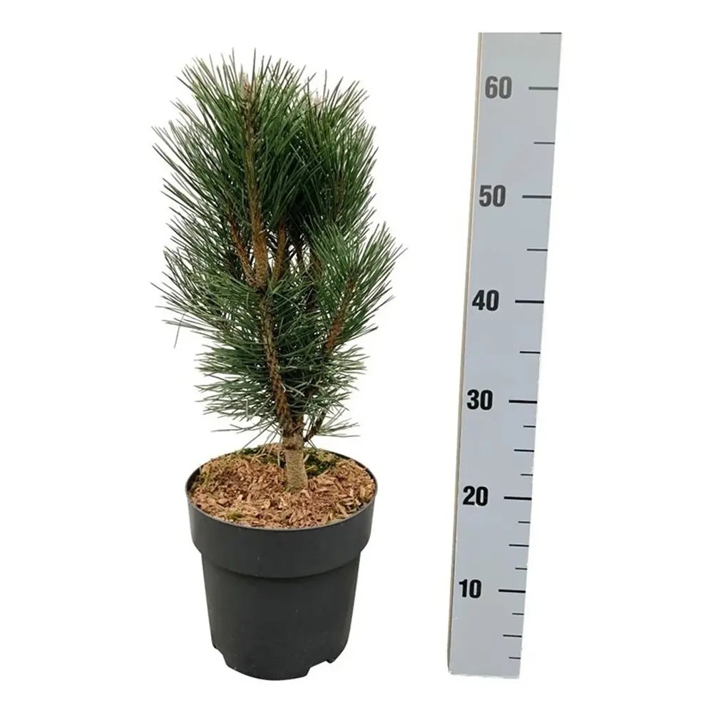 Pin nigra Lois, in negru decorativ, vesnic verde