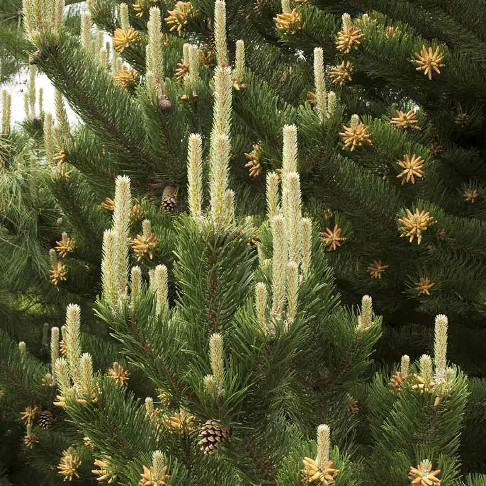 Pin Negru Oregon Green, cu ace mici dense de aparenta rotunzi