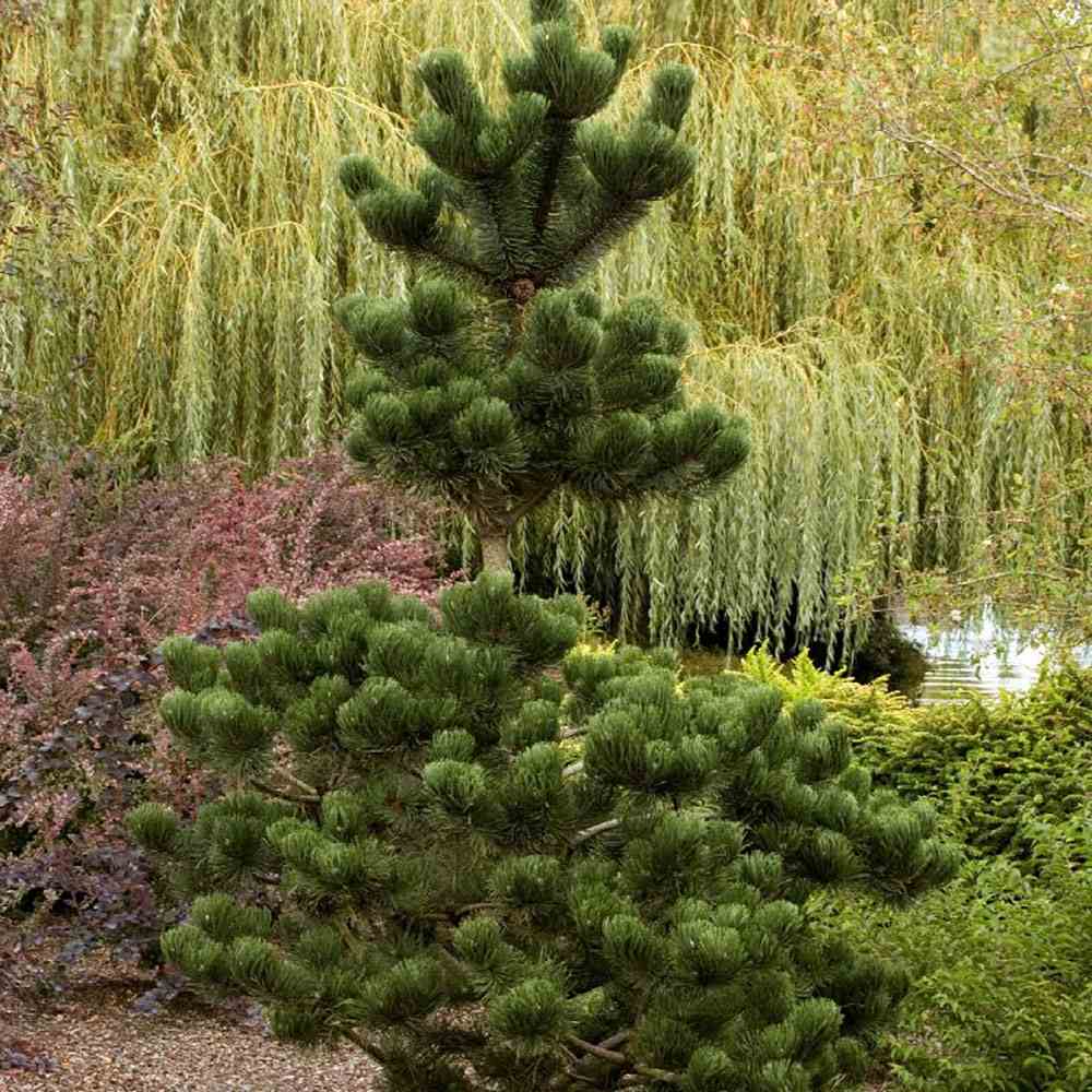 Pin Negru Oregon Green, cu ace mici dense de aparenta rotunzi