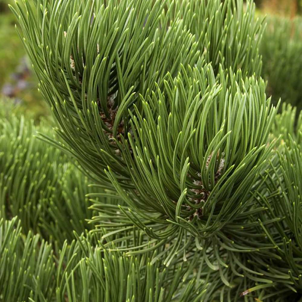 Pin Negru Oregon Green, cu ace mici dense de aparenta rotunzi