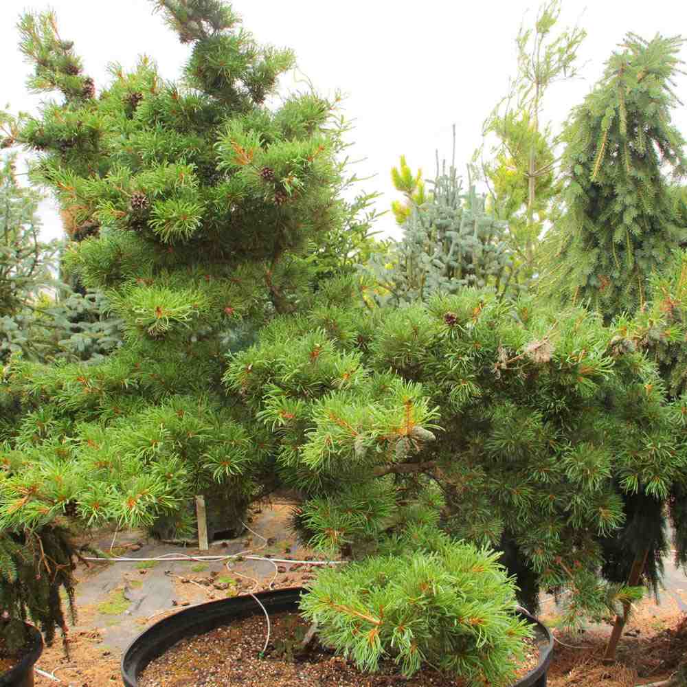 Pin alb japonez Ara-Kawa (Pinus parviflora), conifer pitic decorativ bonsai, scoarta interesanta