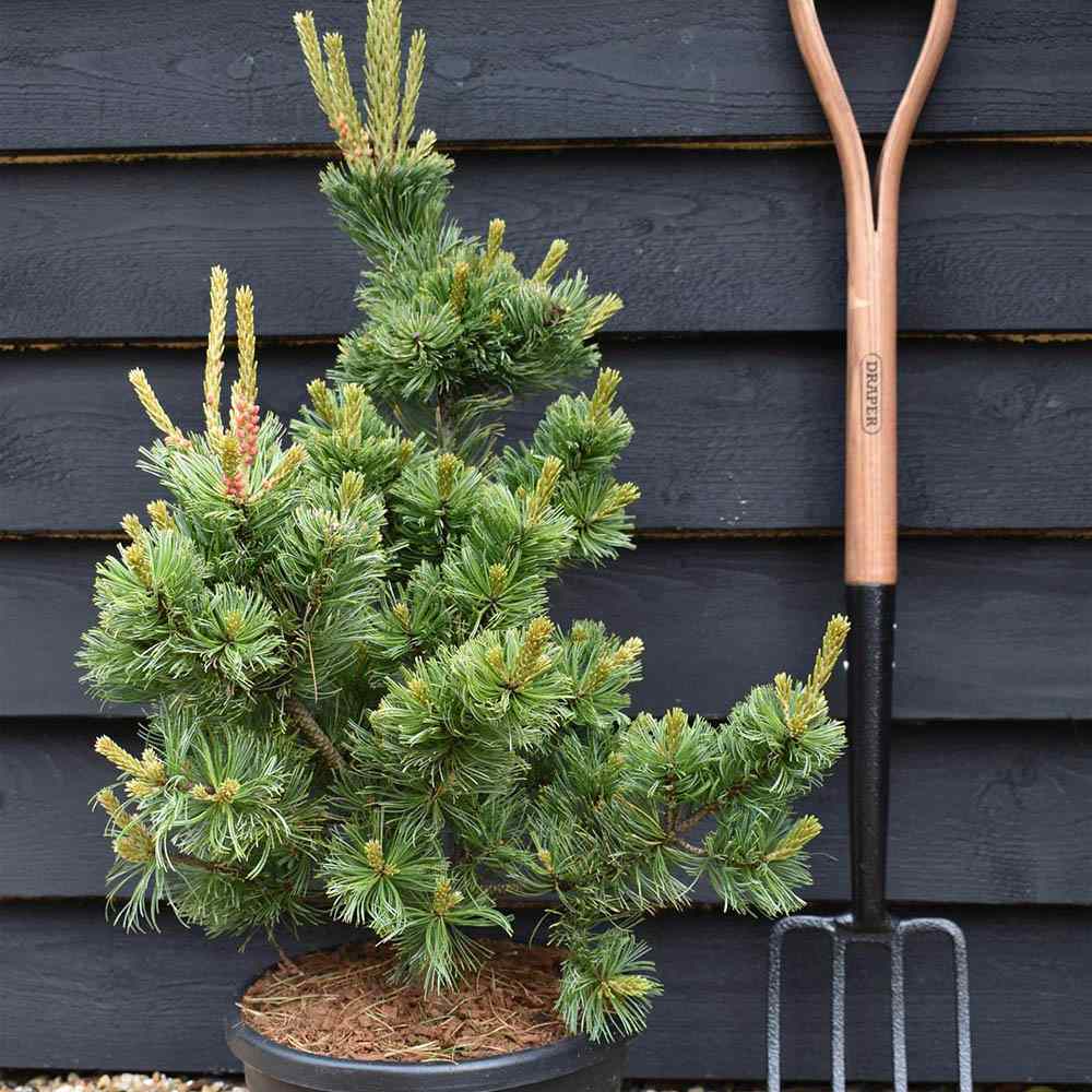 Pin alb japonez Ara-Kawa (Pinus parviflora), conifer pitic decorativ bonsai, scoarta interesanta