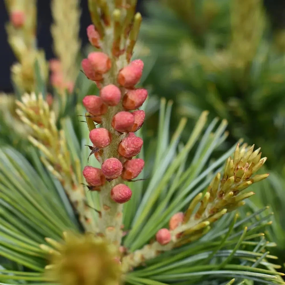 Pin alb japonez Ara-Kawa (Pinus parviflora), conifer pitic decorativ bonsai, scoarta interesanta