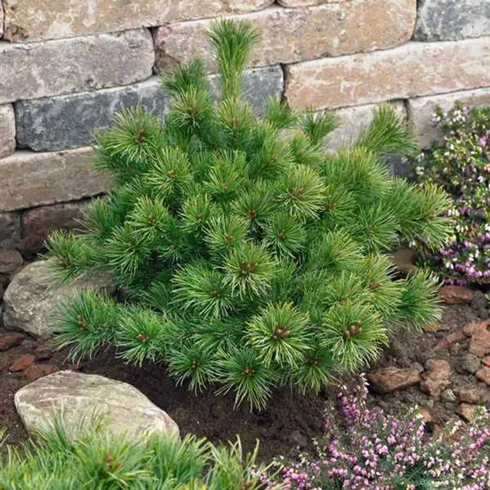 Pin alb japonez Ara-Kawa (Pinus parviflora), conifer pitic decorativ bonsai, scoarta interesanta