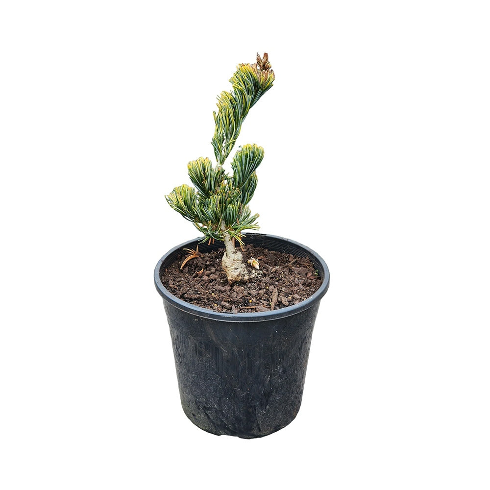 Pin alb japonez Shikoku (Pinus parviflora), conifer pitic, ace albastre cu varfuri aurii, pin bonsai rezistent