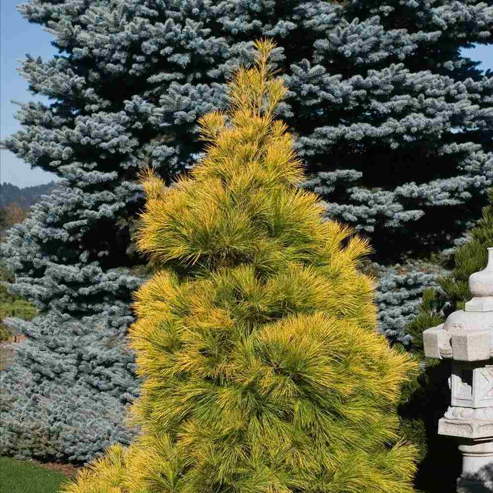 Pin Alb Louie Auriu (Pinus Strobus),, conifer decorativ auriu vara si iarna, crestere rapida, parfum discret, usor de intretinut
