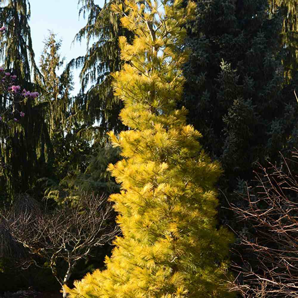 Pin Alb Louie Auriu (Pinus Strobus),, conifer decorativ auriu vara si iarna, crestere rapida, parfum discret, usor de intretinut