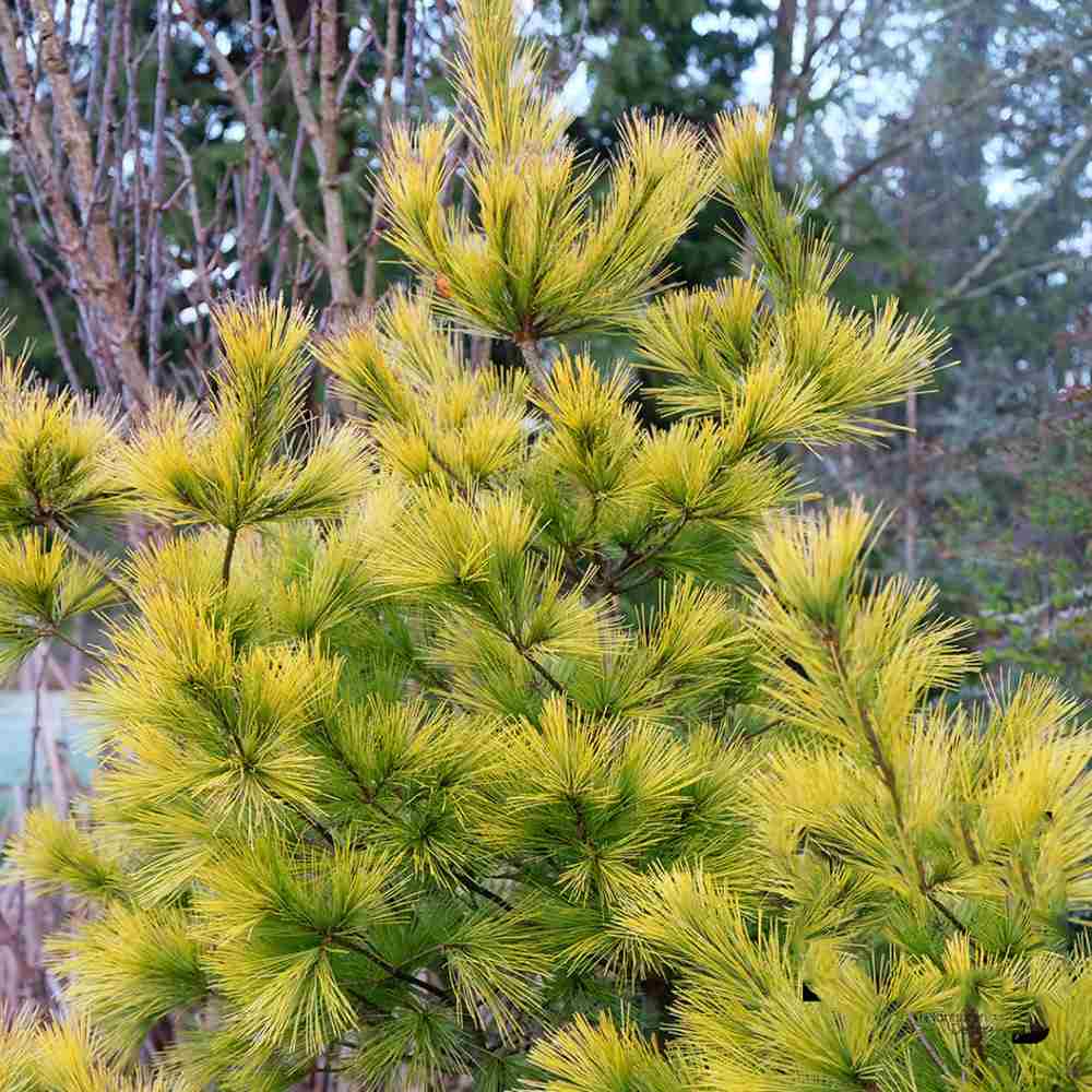 Pin Alb Louie Auriu (Pinus Strobus),, conifer decorativ auriu vara si iarna, crestere rapida, parfum discret, usor de intretinut